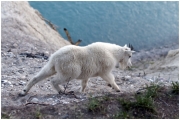 06 - Icefields Parkway (23) - Mountain Goat